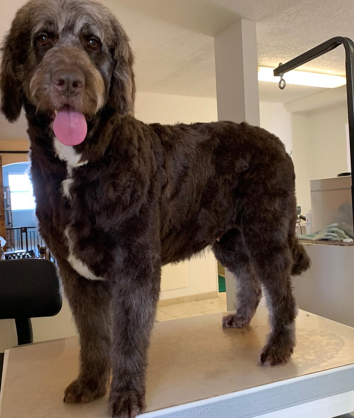 Alcala-Country-Pet-Resort-grooming1