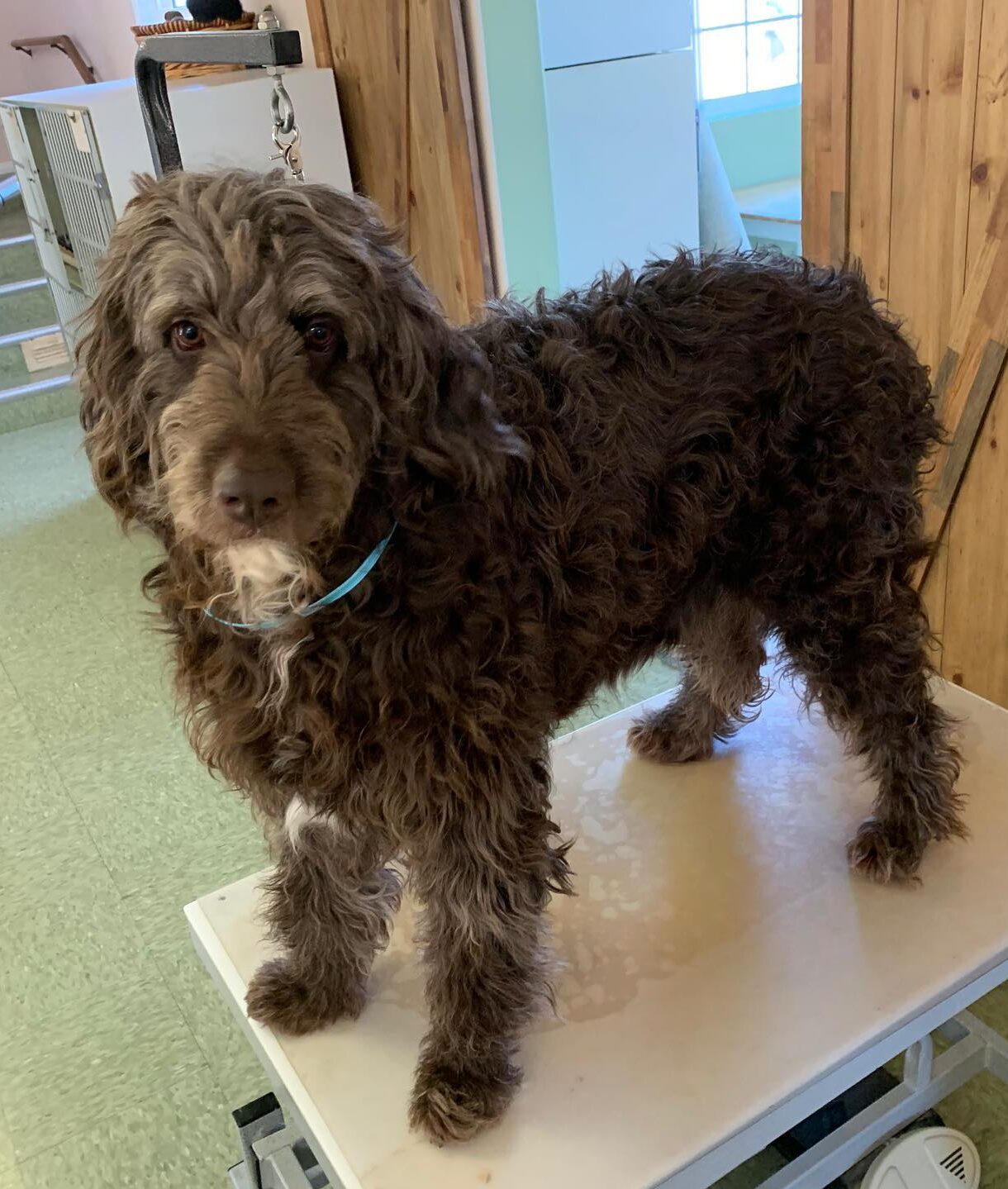 Alcala-Country-Pet-Resort-grooming2