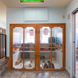 Cat-Boarding-Gallery-1