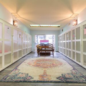 Cat-Boarding-Gallery-4