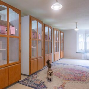 Cat-Boarding-Gallery-5